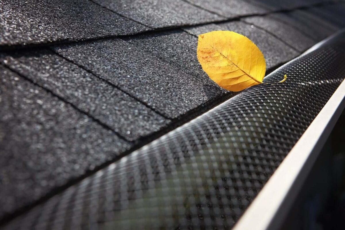 A life sitting next to the gutter guard