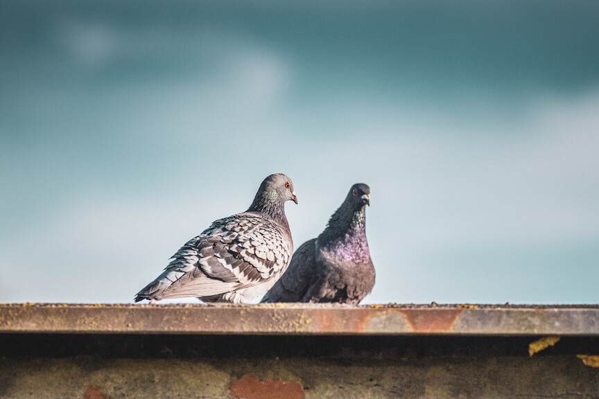 Bird nesting in gutter with effective deterrent solutions shown nearby